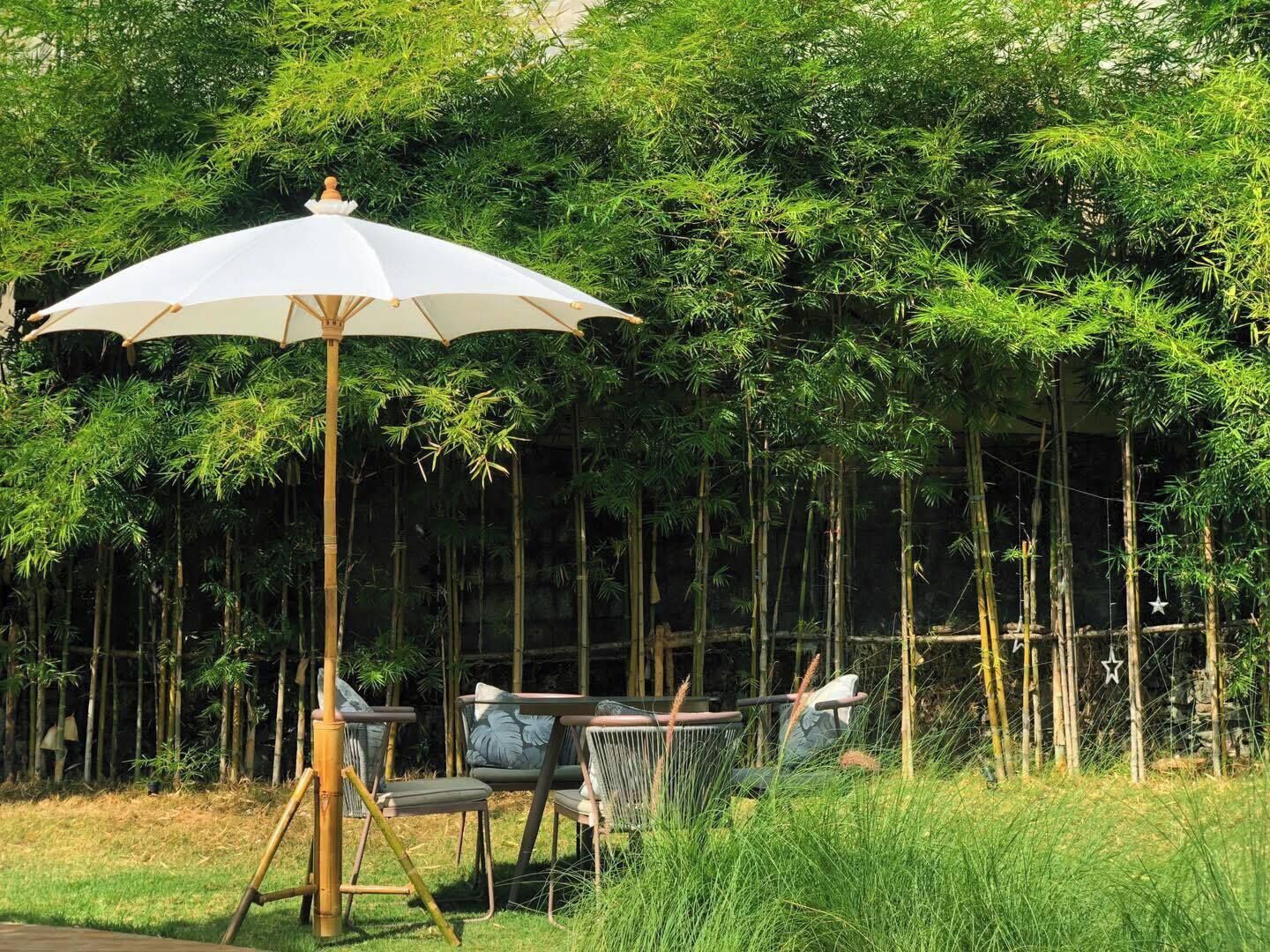 Ein Bambusgarten mit weißem Sonnenschirm und Sitzgelegenheit.