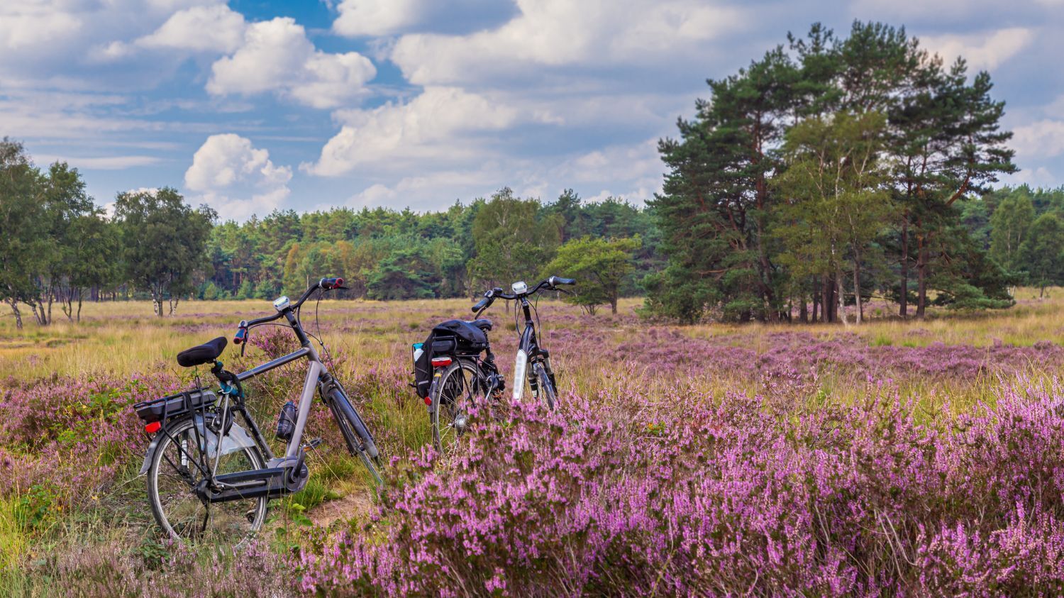 Deux vélos sont garés dans un champ, avec des fleurs violettes et des arbres en arrière-plan.