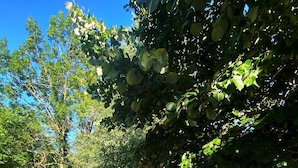 Un patio al aire libre con piso de ladrillo y dos parrillas.