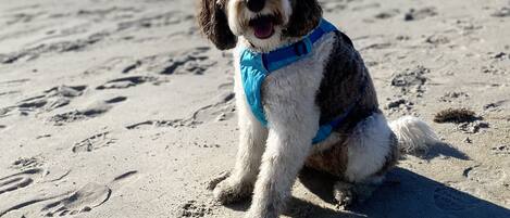 Un chien assis sur une plage de sable, avec des empreintes de pas et des coquillages autour de lui.