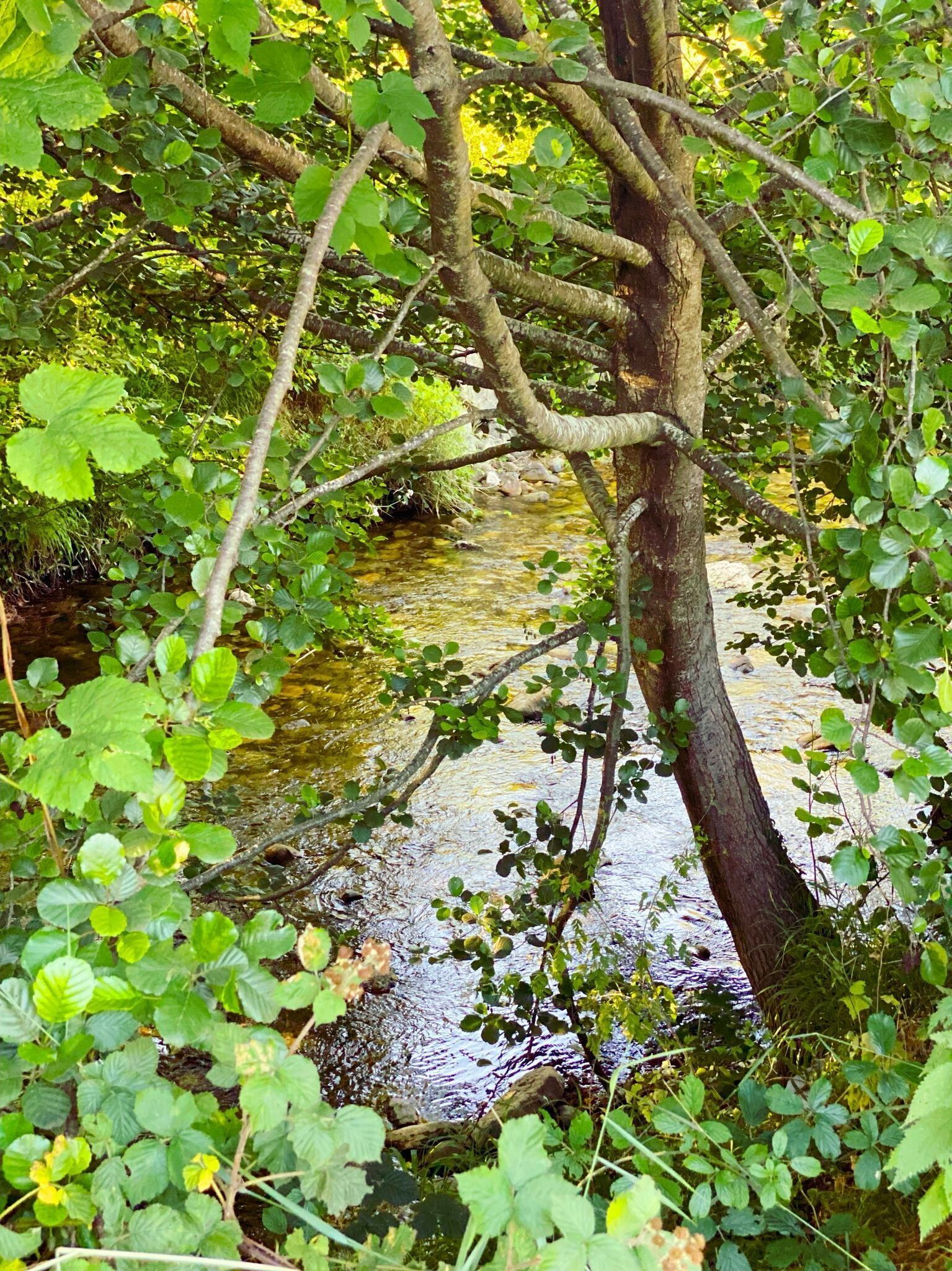 Escena natural con un arroyo rodeado de abundante follaje y árboles.