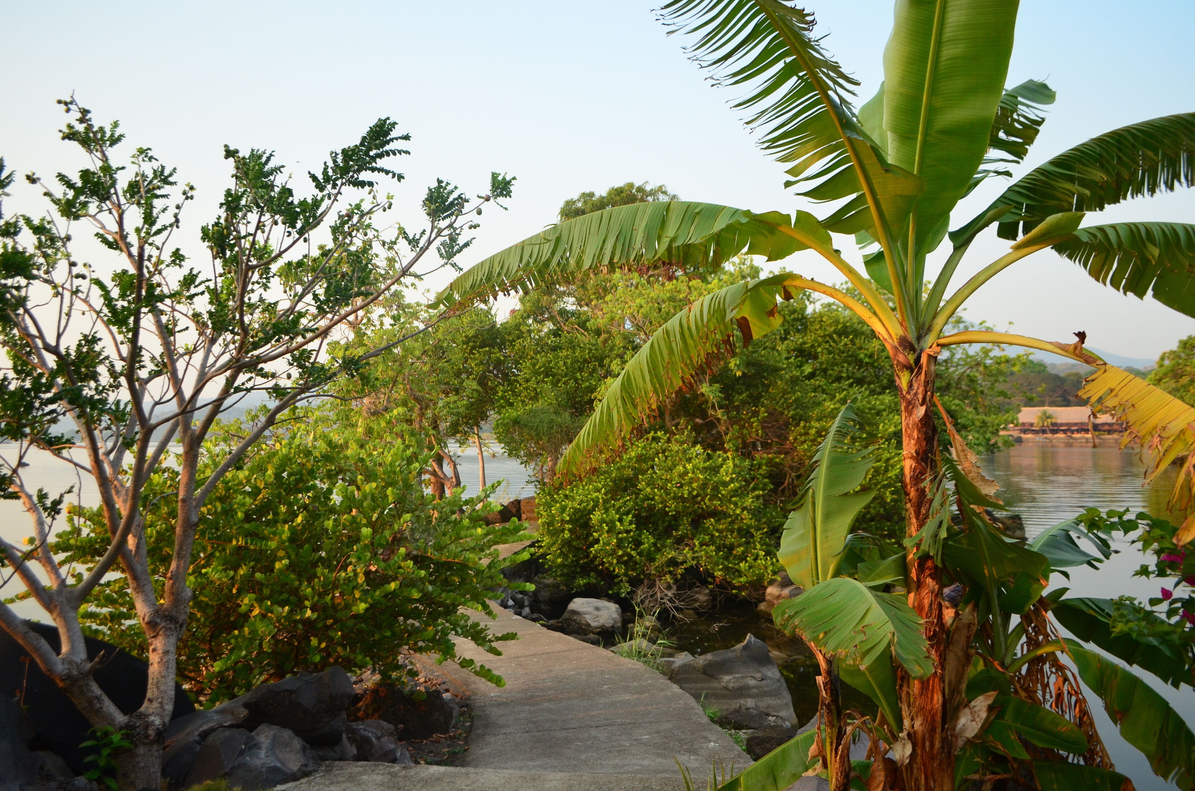 A pathway leading through a tropical garden with large banana trees and other greenery.