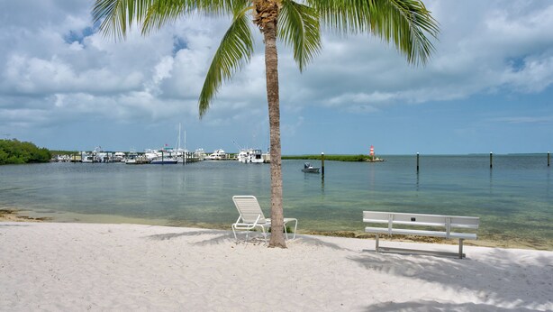 Una playa con una palmera, un banco y una fila de barcos al fondo.