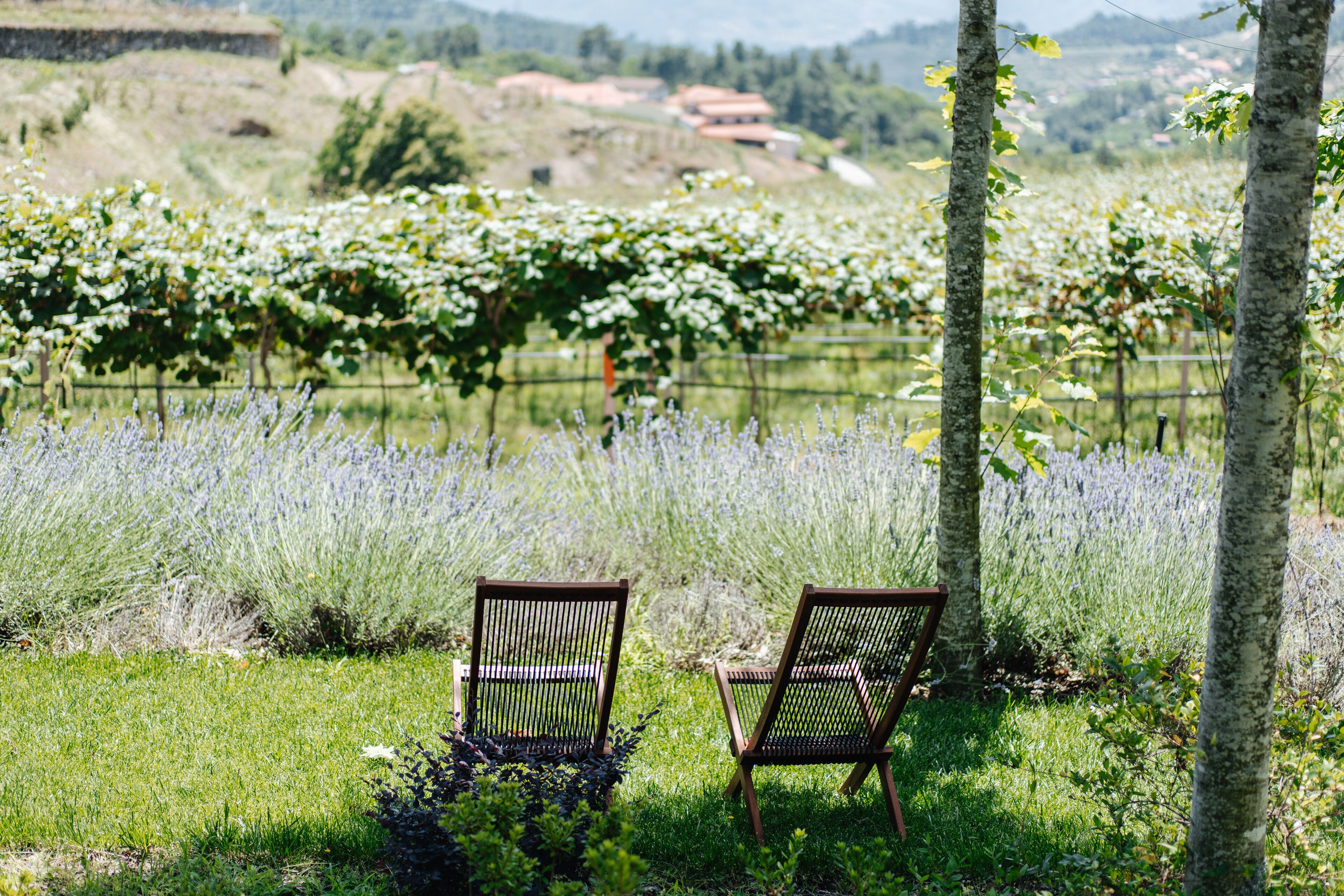 Two wooden chairs in a grassy area with a vineyard in the background.
