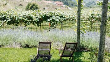 Two wooden chairs in a grassy area with a vineyard in the background.
