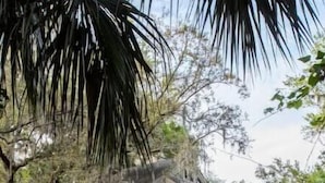 A two-story house surrounded by dense tropical vegetation.