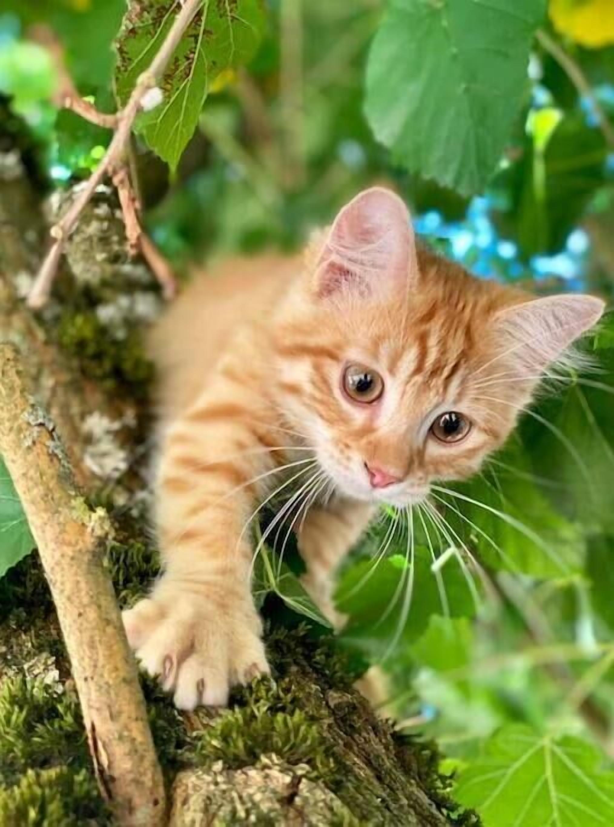 1 slaapkamer, gratis wifi, beddengoed