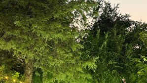 Ein gepflasterter Weg, gesäumt von Bäumen und beleuchtet mit Lichterketten, führt zu einem verschlossenen Eingang.