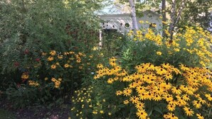A garden with yellow flowers and a building with a circular window. - Sea Bisquit Cottage by the Ocean (Scarborough)