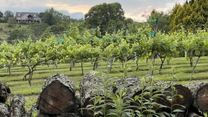 Ein Weinberg mit Reihen von Weinreben und großen Baumstämmen im Vordergrund.
