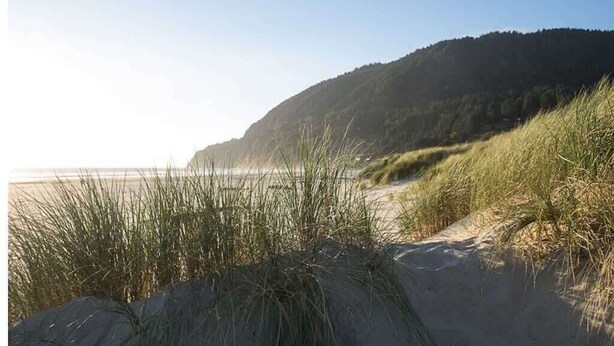 Een strand met duinen en gras.