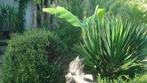 Ein Garten mit verschiedenen Pflanzen, einem großen Baumstamm und einem Gebäude im Hintergrund.