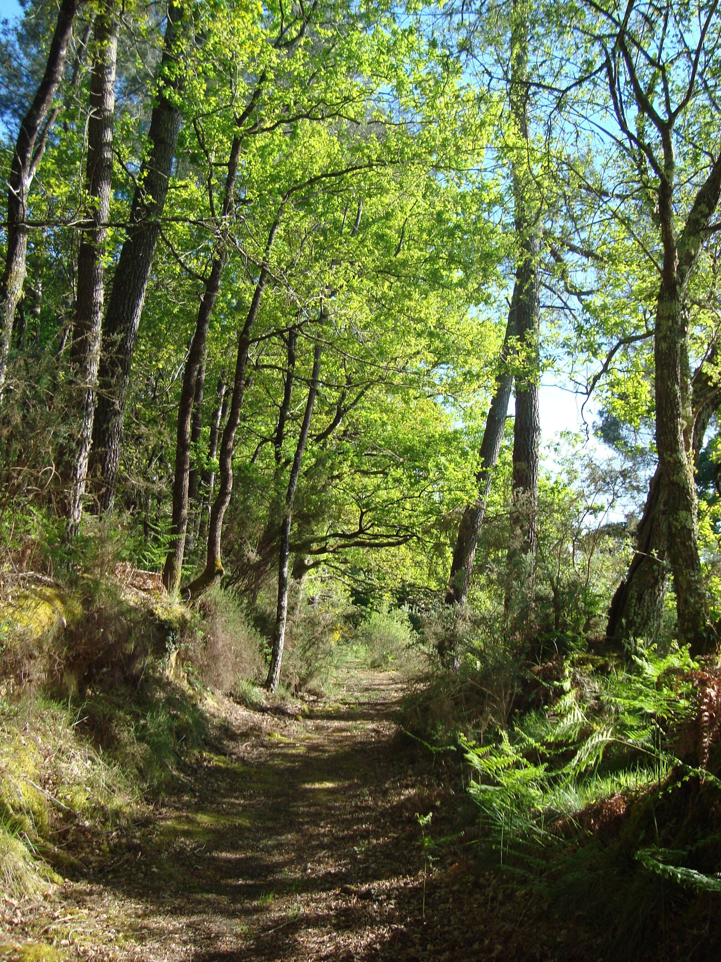 A forest path surrounded by tall trees and dense underbrush.