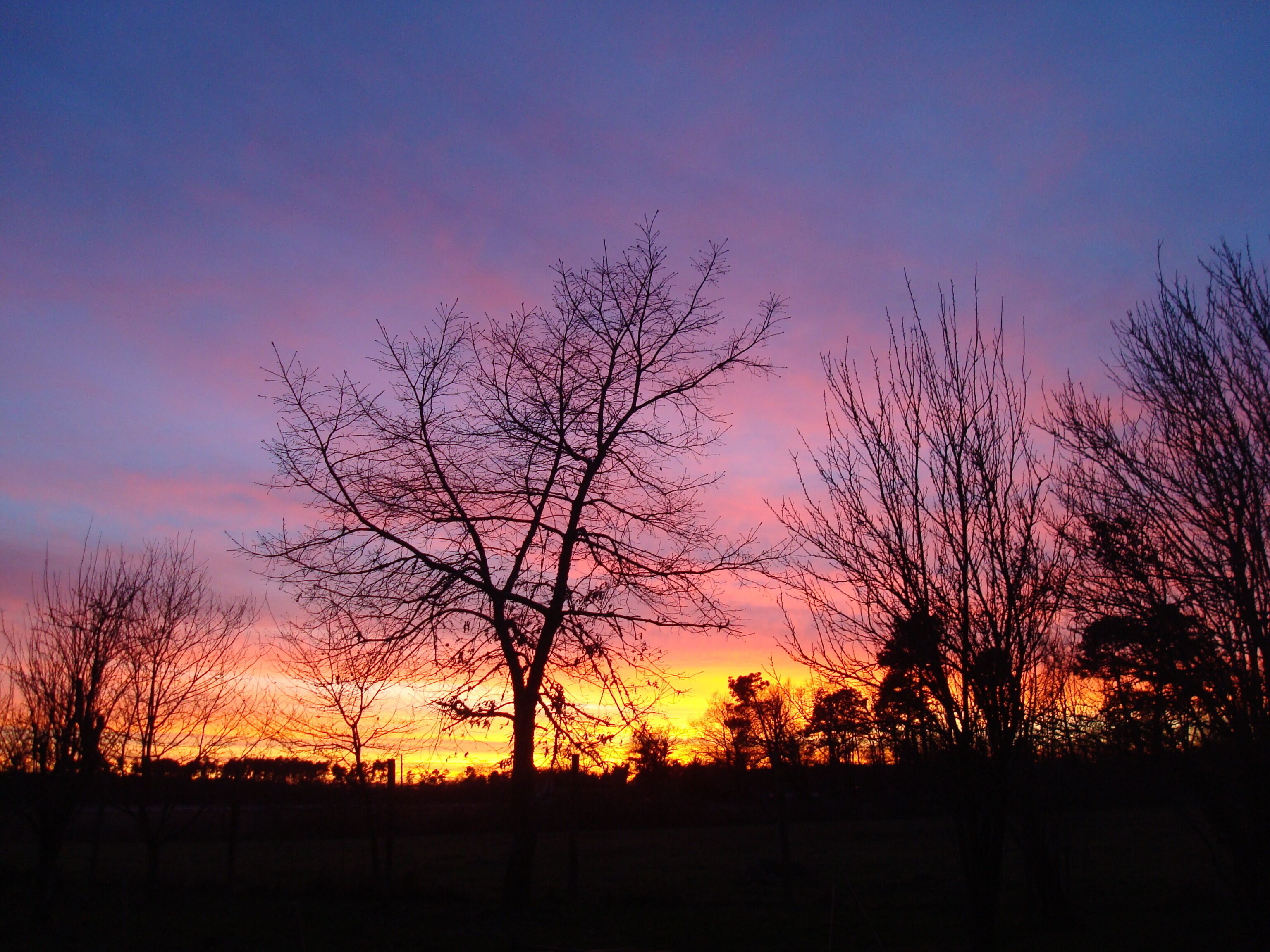 A sunset with silhouetted trees against a colorful sky.