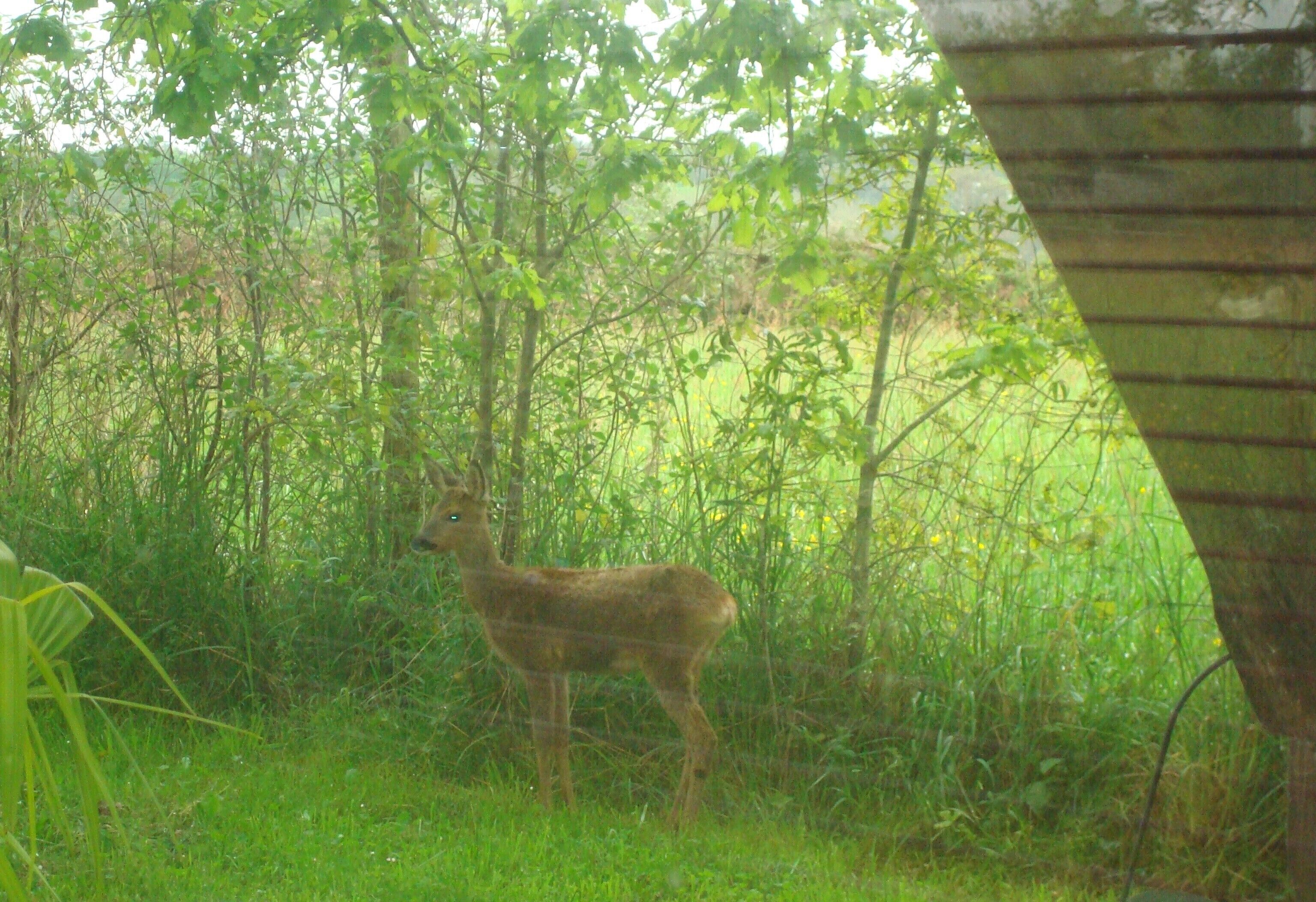A deer in a grassy area with trees and a concrete structure.