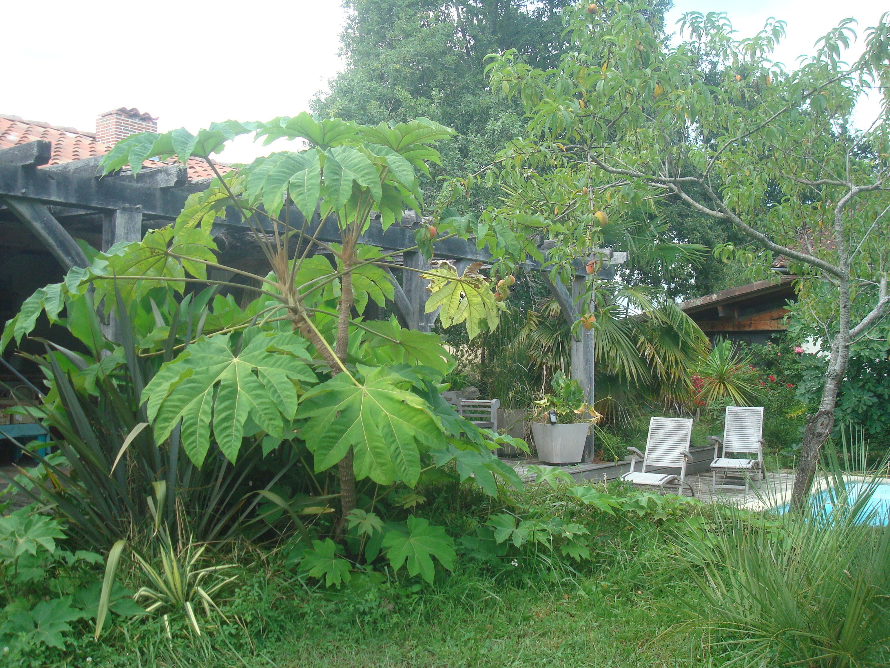 Un exuberante jardín con diversas plantas y árboles, una terraza de madera y una zona de piscina.