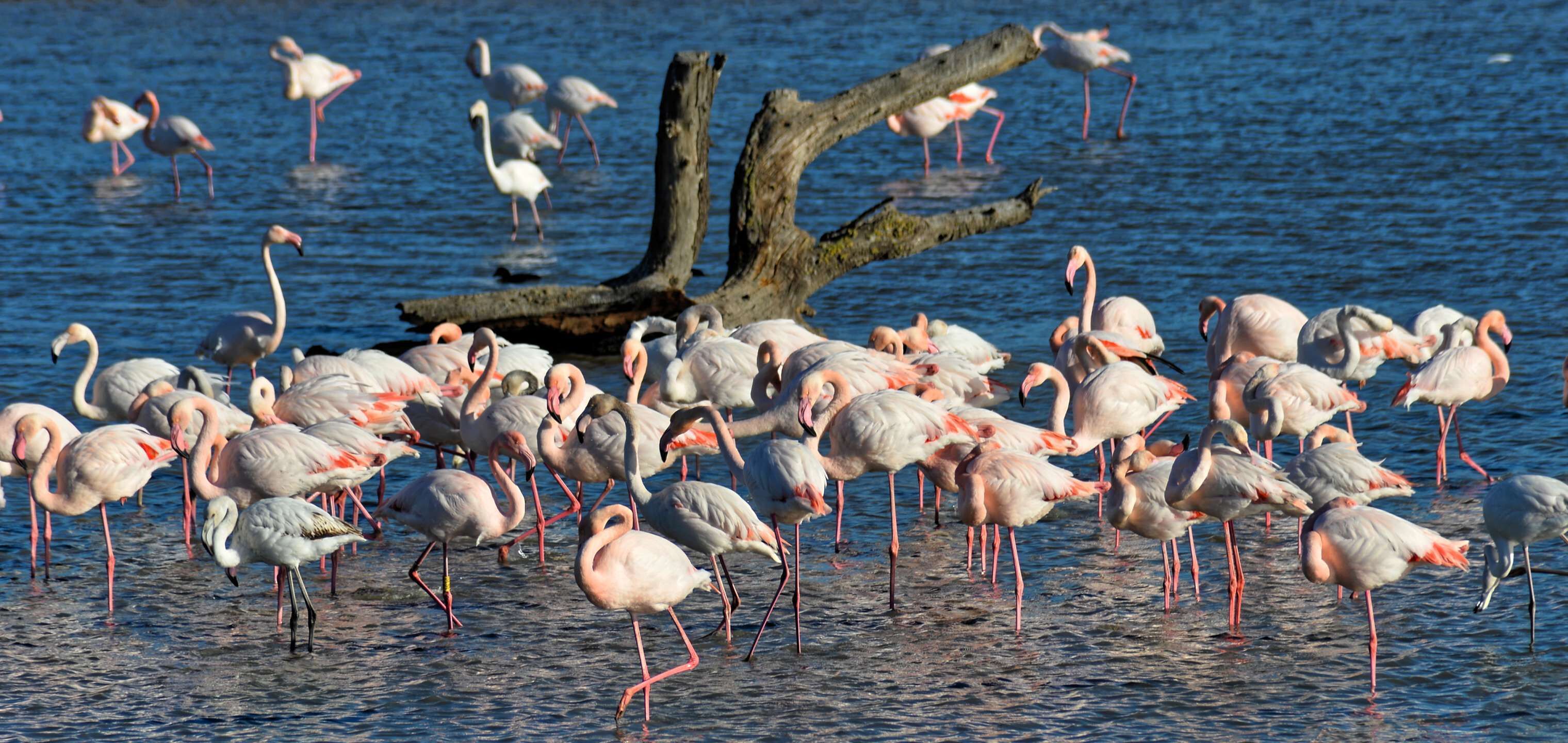 Eine Gruppe Flamingos steht in flachem Wasser in der Nähe eines Baumstamms.