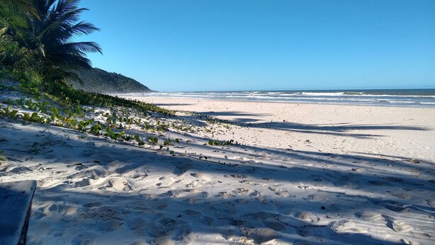 A beach with clear skies, sandy terrain, and a palm tree. - Sol e Mar House - Front beach in Serra Grande (Itacaré)