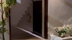 Una puerta que da a una escalera, con una planta en maceta a la izquierda.