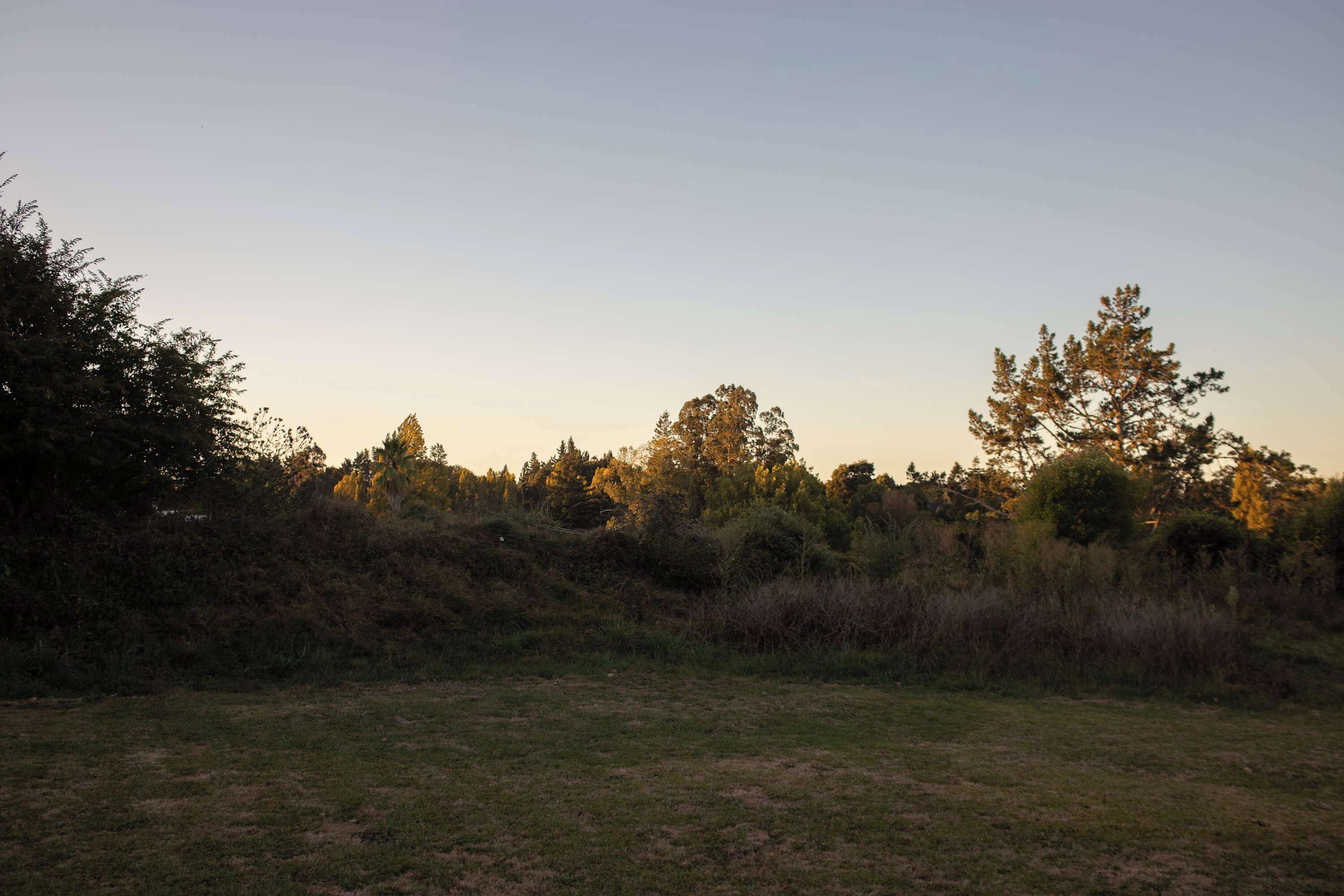 A natural landscape with trees and grass.