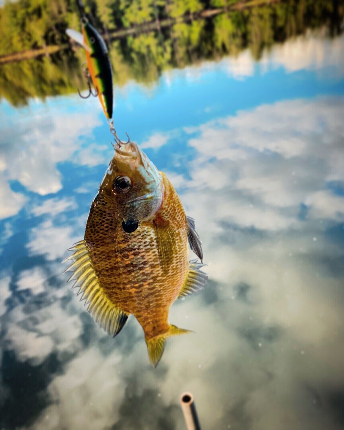 A fish on a hook, with a blurred background of water and greenery.