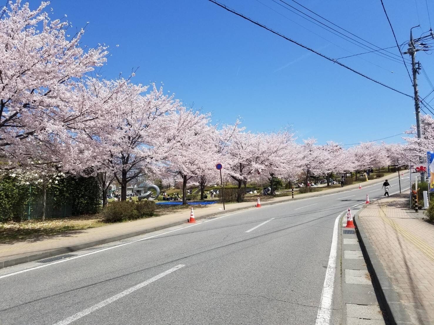Une route bordée de cerisiers en fleurs, un ciel d’un bleu limpide et un passage piéton.