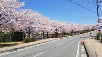 Une route bordée de cerisiers en fleurs, un ciel d’un bleu limpide et un passage piéton.