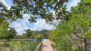 A pathway leading to a pool with a tiled border, surrounded by greenery and trees.
