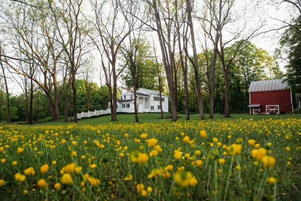 A white house with a red barn in a field of yellow flowers.