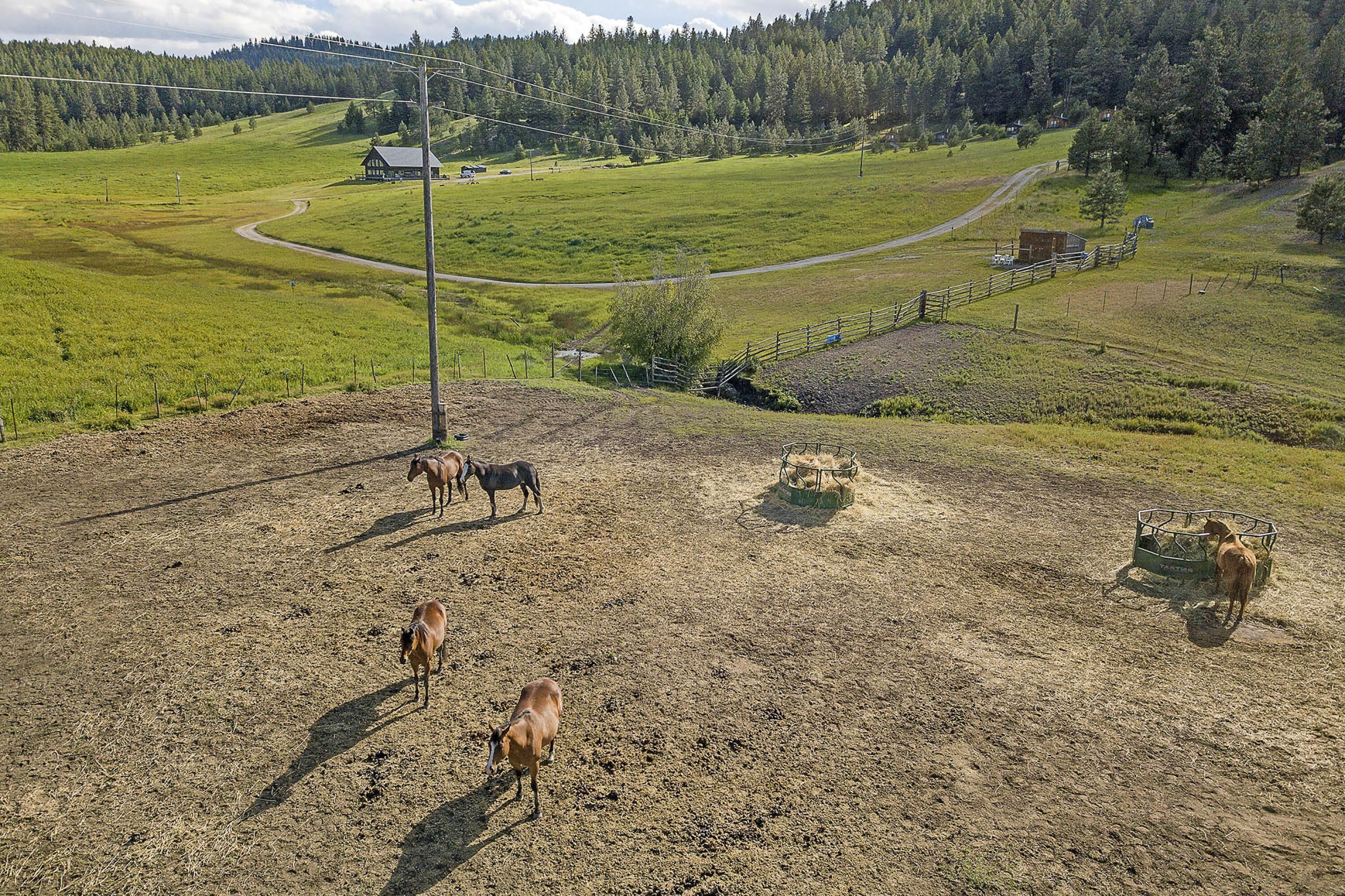 Un paysage rural avec des chevaux qui paissent, une route sinueuse et une maison qui se dessine au loin.