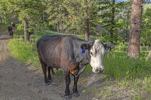 Una vaca parada en un sendero de tierra, con árboles y pasto al fondo.