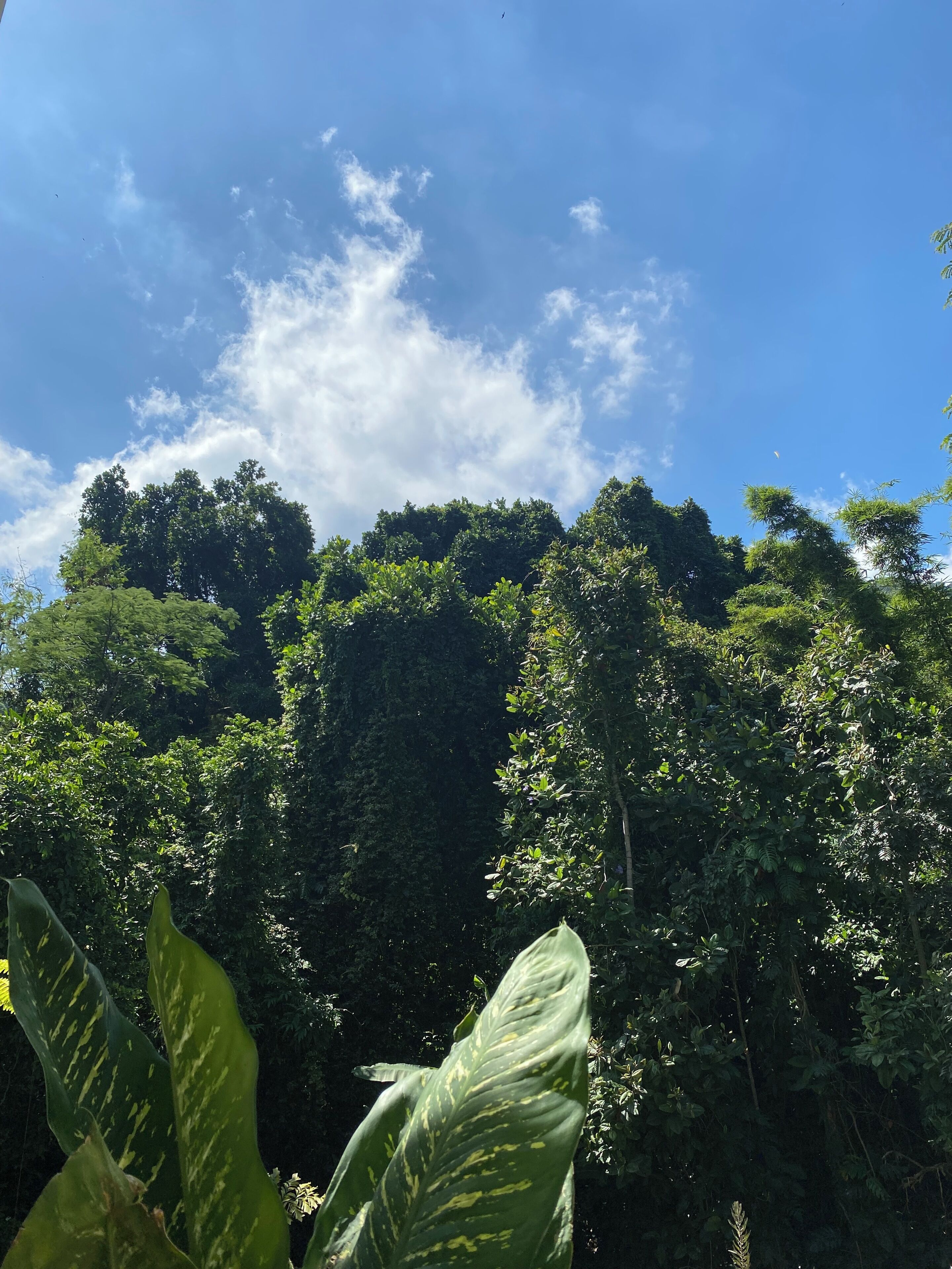 Foto - Casa São Conrado