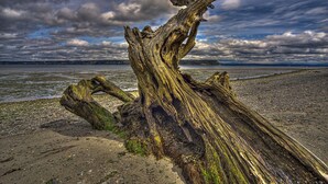 A weathered tree trunk on a beach with a cloudy sky in the background. - Cornet Bay Cottage in Oak Harbor (Oak Harbor)