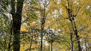 Un chalet rustique, entouré de grands arbres aux feuilles jaunes, niché au cœur d’une forêt.