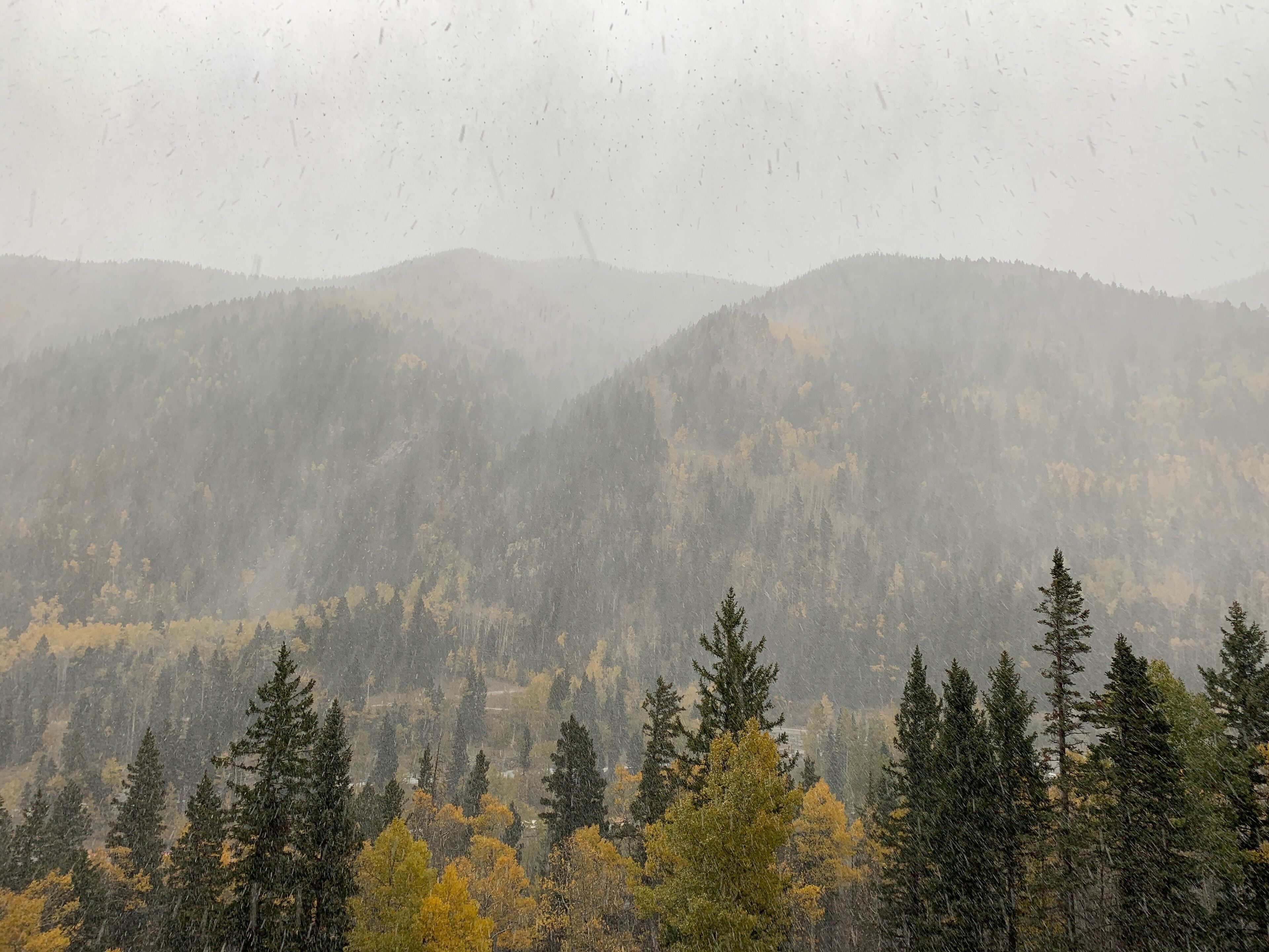 A mountainous landscape with dense forests and a variety of trees, including some with yellow leaves.