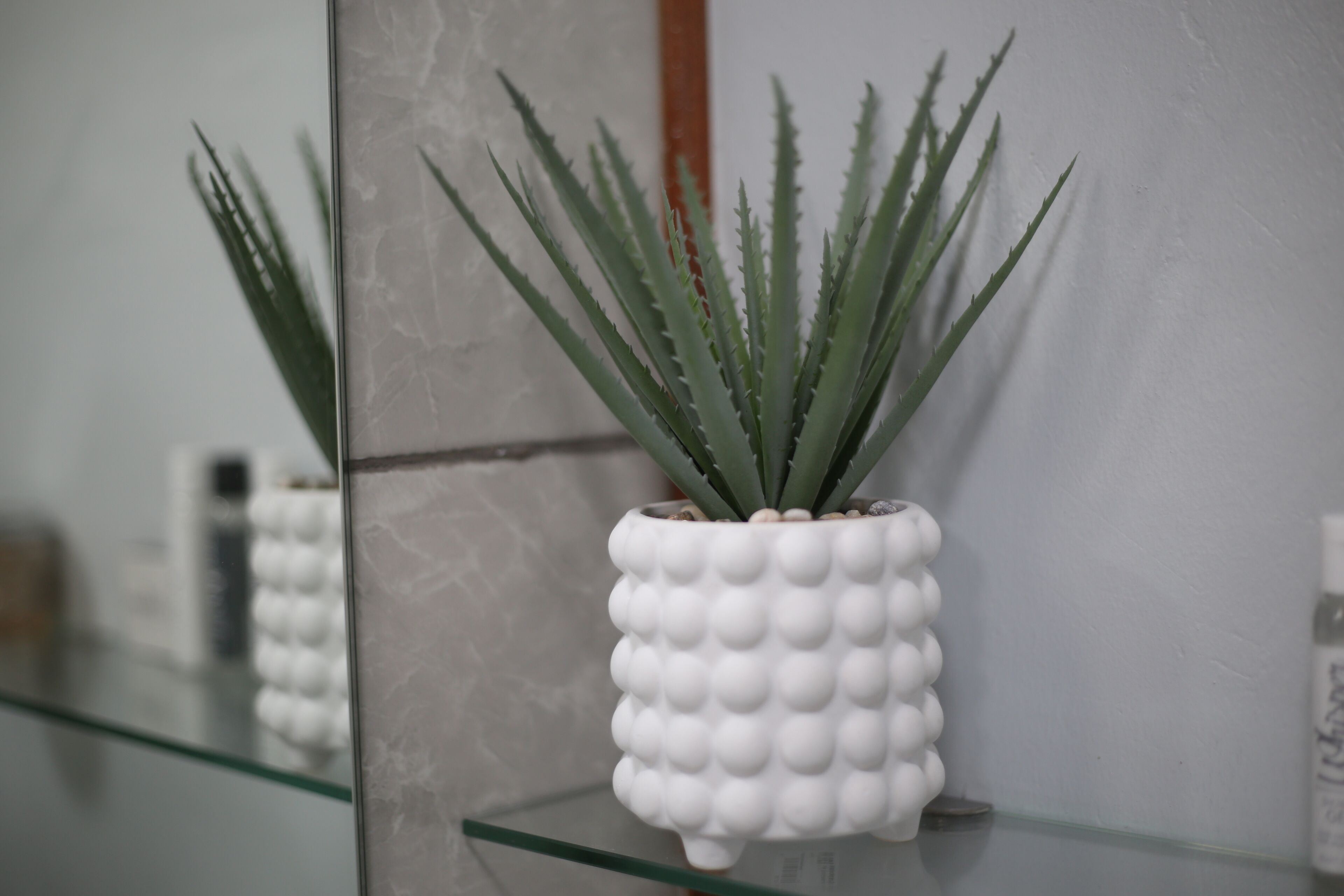 A potted plant with spiky leaves in a textured white pot on a glass shelf.