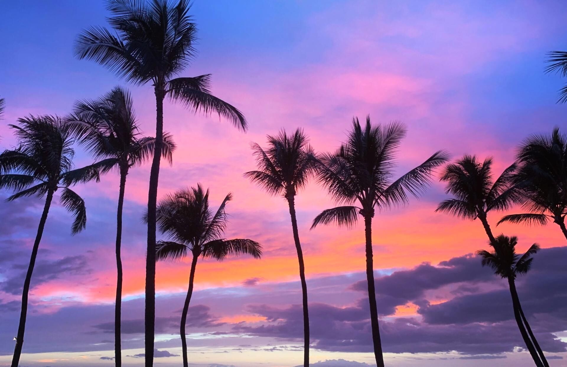 A sunset with palm trees silhouetted against a colorful sky.