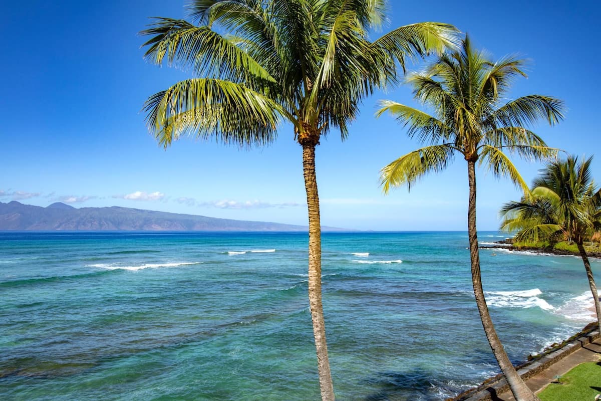 A beach with palm trees and a view of the ocean.