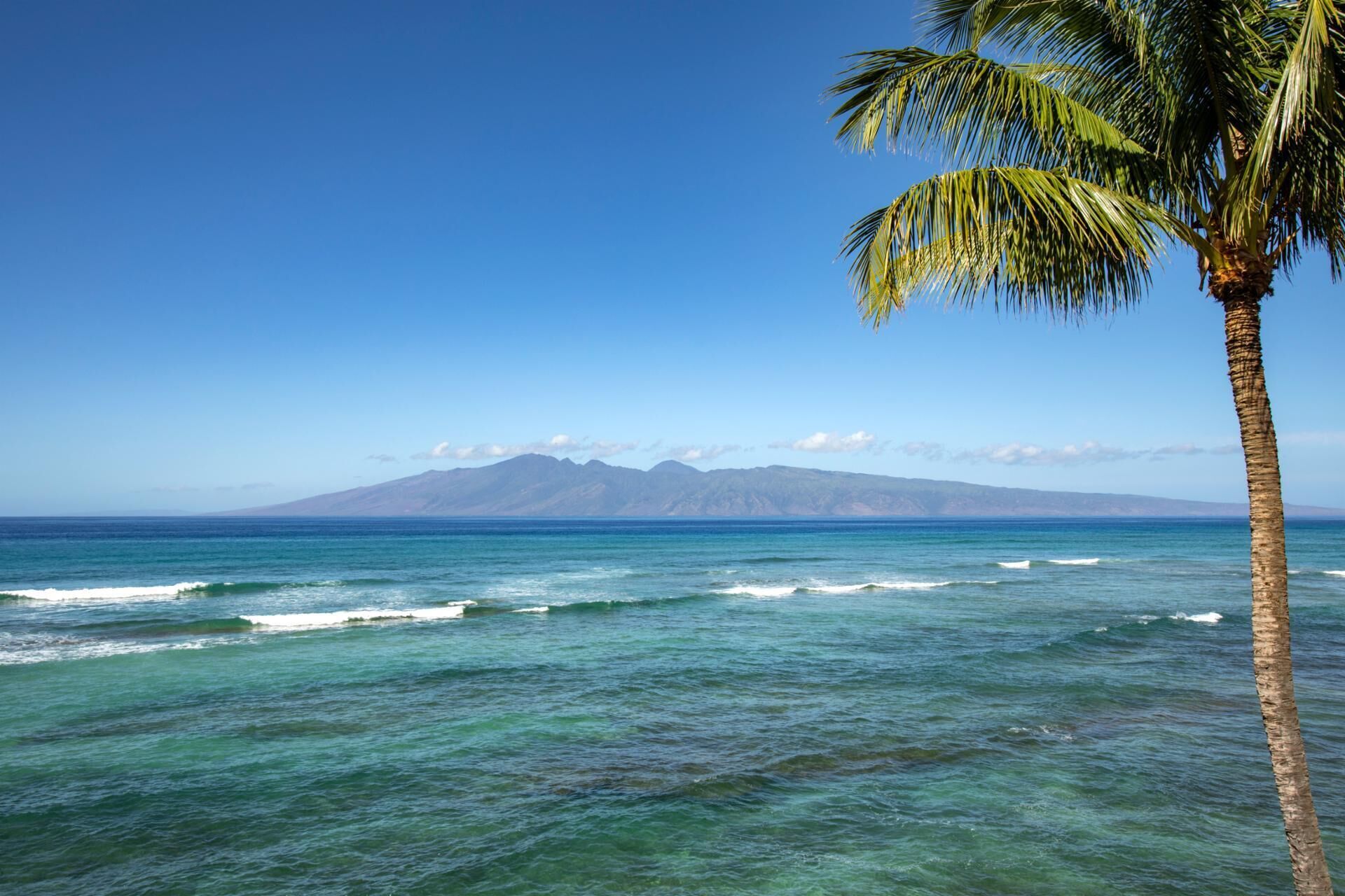 A beach with clear blue water, a palm tree, and a mountain in the distance.