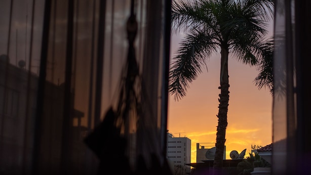 Una palmera silueteada contra un atardecer, vista a través de una ventana con persianas verticales.