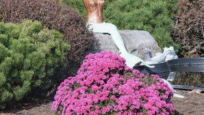 Ein Garten mit einer Statue, verschiedenen Sträuchern und einem Blumenbeet.