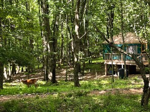 Property grounds - Catskills Luxury Yurt - Awesome Glamping experience  (East Meredith)