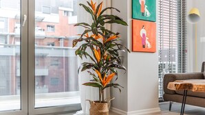 Una sala de estar moderna con un ventanal grande, una planta en maceta, un sofá marrón y obras de arte coloridas en la pared.
