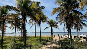 Un sendero bordeado de palmeras que lleva a la orilla, con barcos estacionados en la arena.