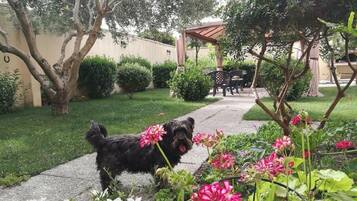 Appartement | 1 slaapkamer