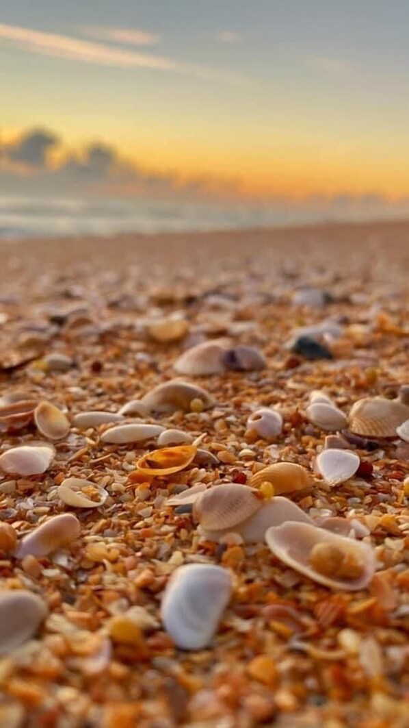 On the beach, sun-loungers, beach umbrellas, beach towels - Si Como No Inn (Flagler Beach)