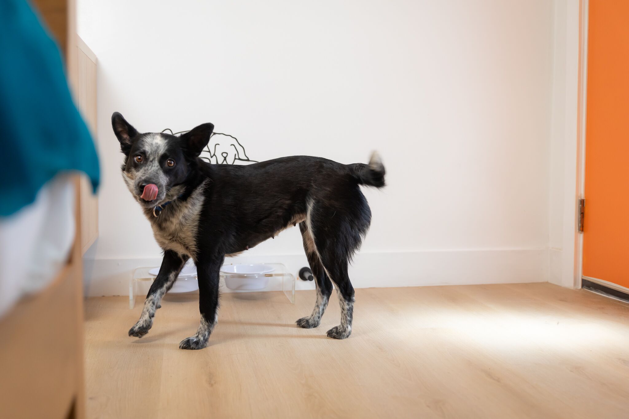 Een hond in een kamer met een houten vloer en een witte muur.