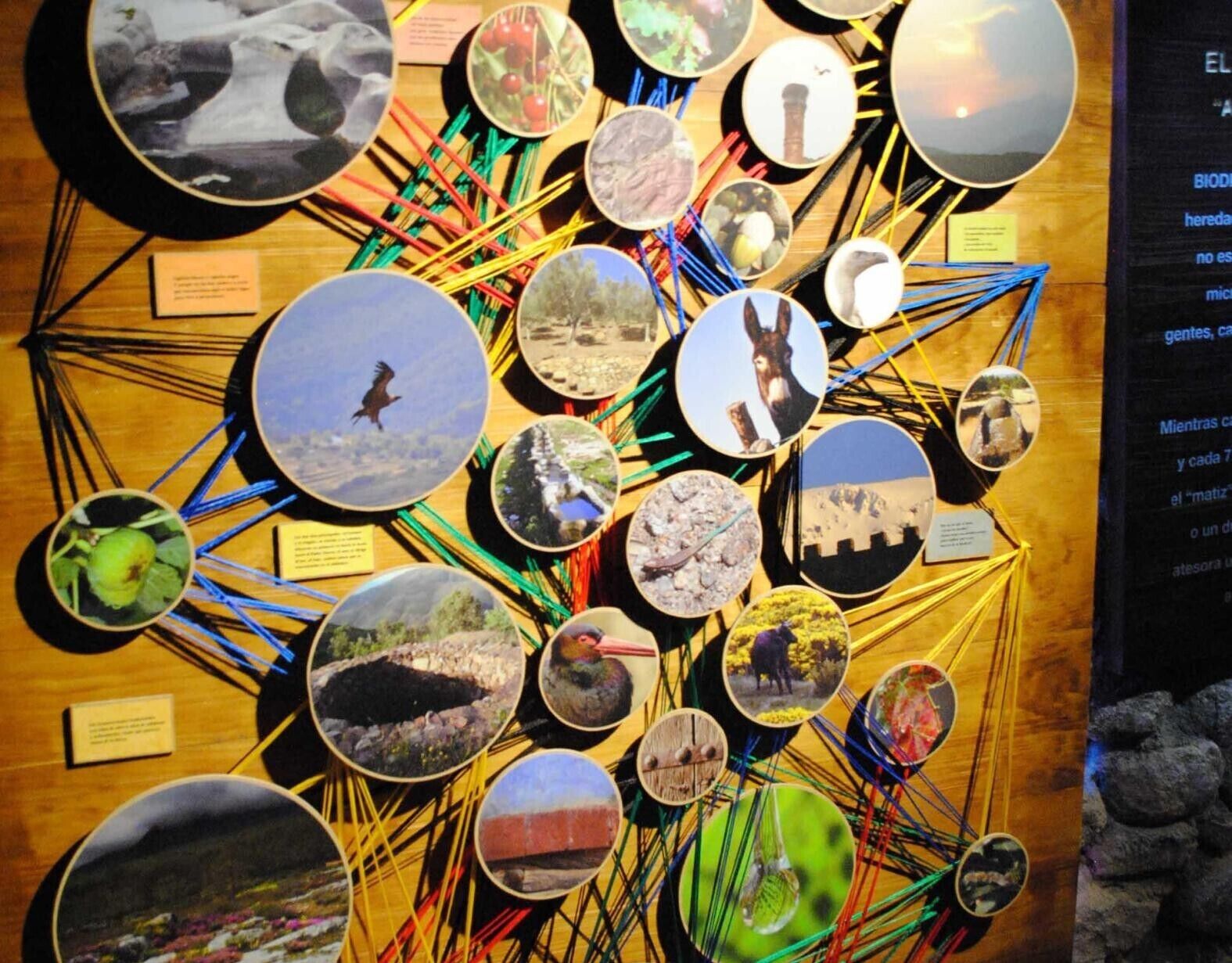 A wall with circular photographs and connecting lines, possibly a thematic exhibit.