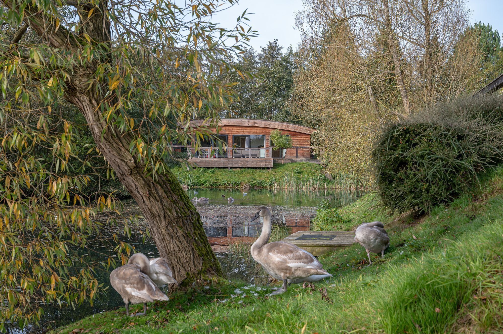 A pond with ducks, a wooden bridge, and a building with a deck.