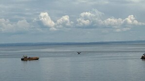 A calm body of water with a boat and a bird in flight. - Le Havre du Pilote Aux Bergeronnes (Grandes-Bergeronnes)
